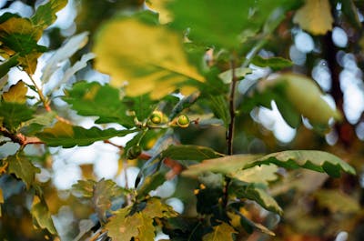 Mini IVF treatment process and cost guide