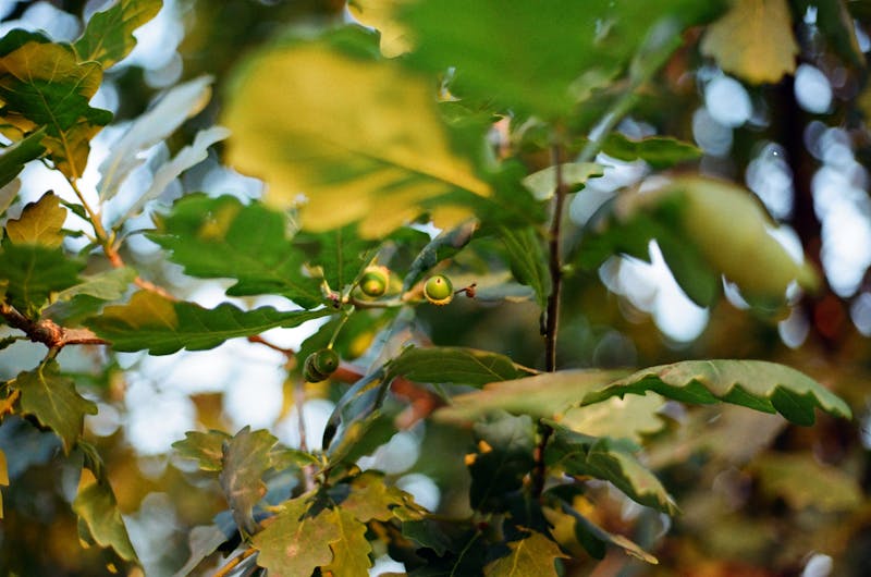 Mini IVF treatment process and cost guide