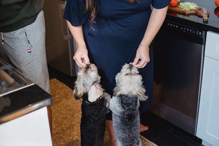 A person feeds two Yorkshire terriers in a home kitchen setting.