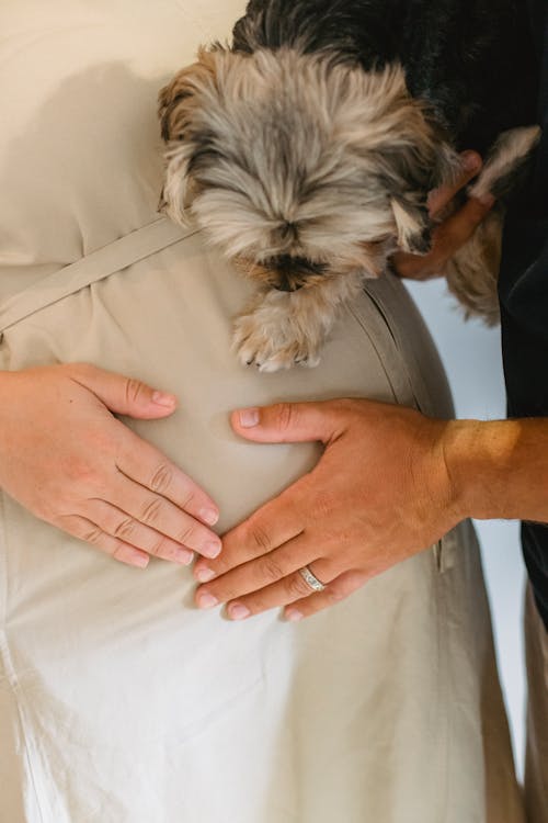 Free Crop anonymous man carrying adorable little Yorkshire terrier dog while touching belly together with wife in casual dress pregnant belly Stock Photo