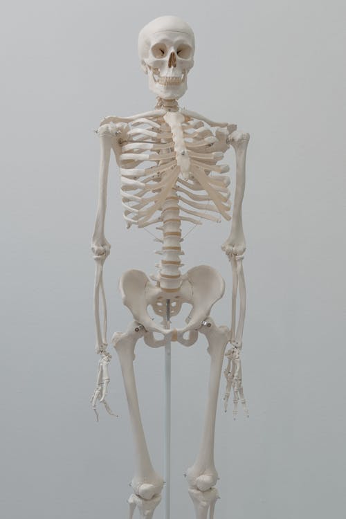 Free Human Skeleton Model Stock Photo