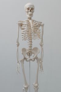 Musculoskeletal