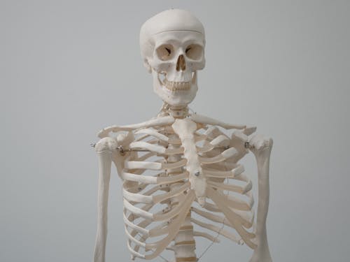 Безкоштовне стокове фото на тему «Анатомія, біологія, кістки»