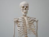 用于科学和解剖学课程教育的人体骨骼模型特写