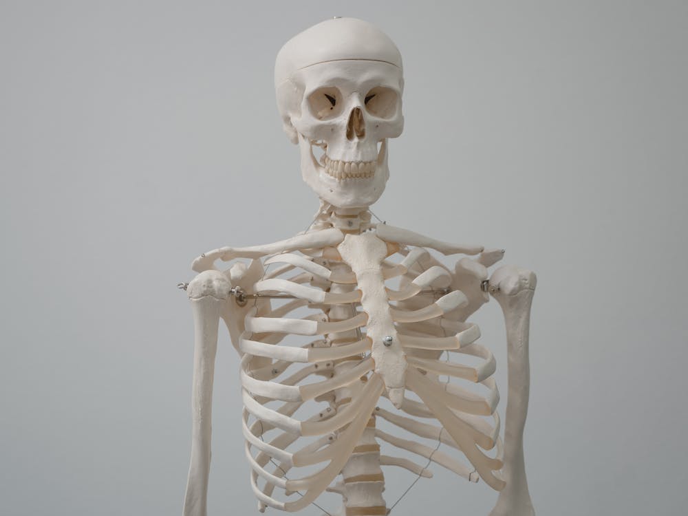 Free Human Skeleton Model Stock Photo