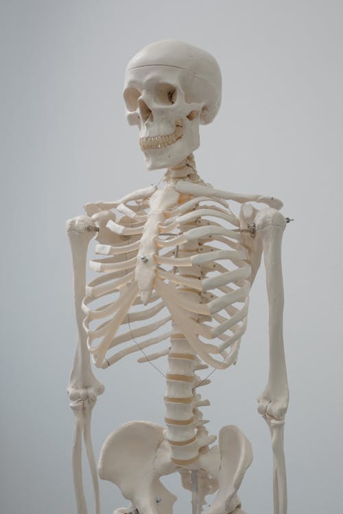 Free Human Skeleton Model Stock Photo
