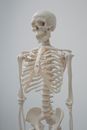 Human Skeleton Model