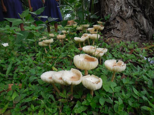 Free stock photo of green, mushroom, wild flower