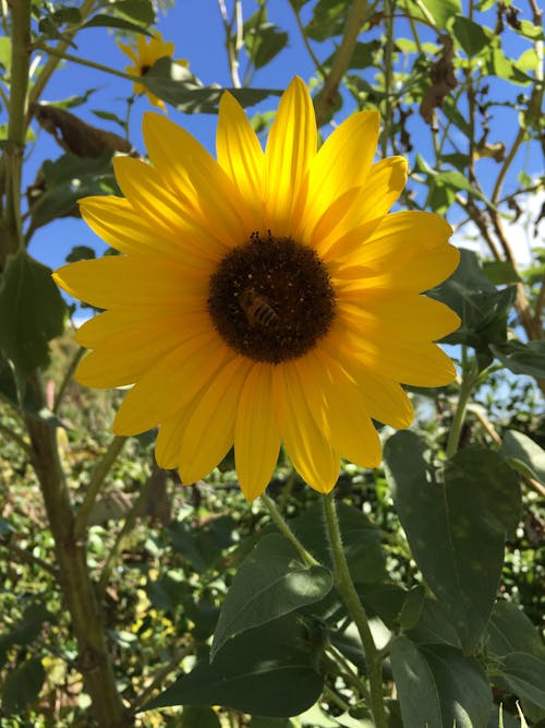 Free stock photo of nature, sunflower, yellow
