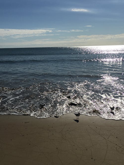 Free stock photo of beach, ocean, seagulls
