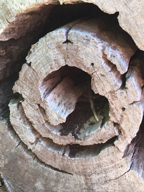 Free stock photo of log, nature