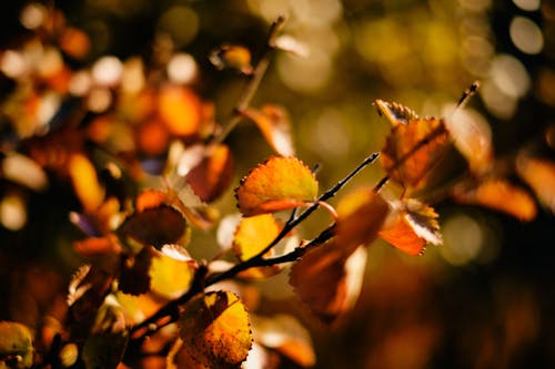 Free stock photo of autumn color