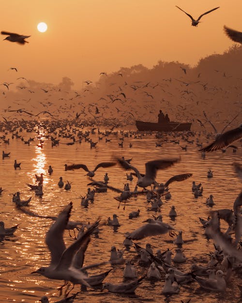 Flock of seagulls flying over rippling water at sunset