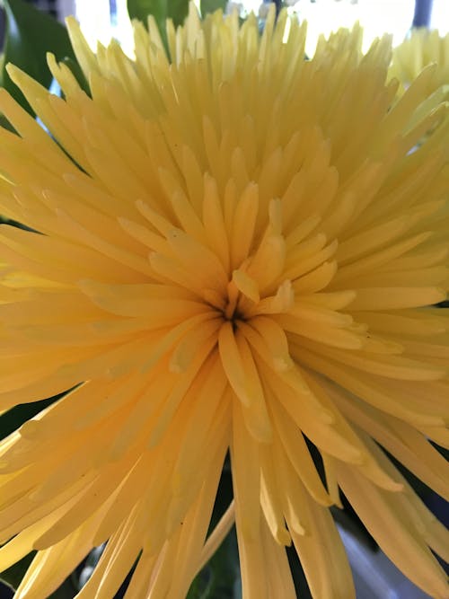 Free stock photo of flower, yellow Stock Photo