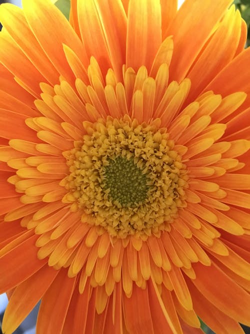 Free stock photo of flower, orange Stock Photo