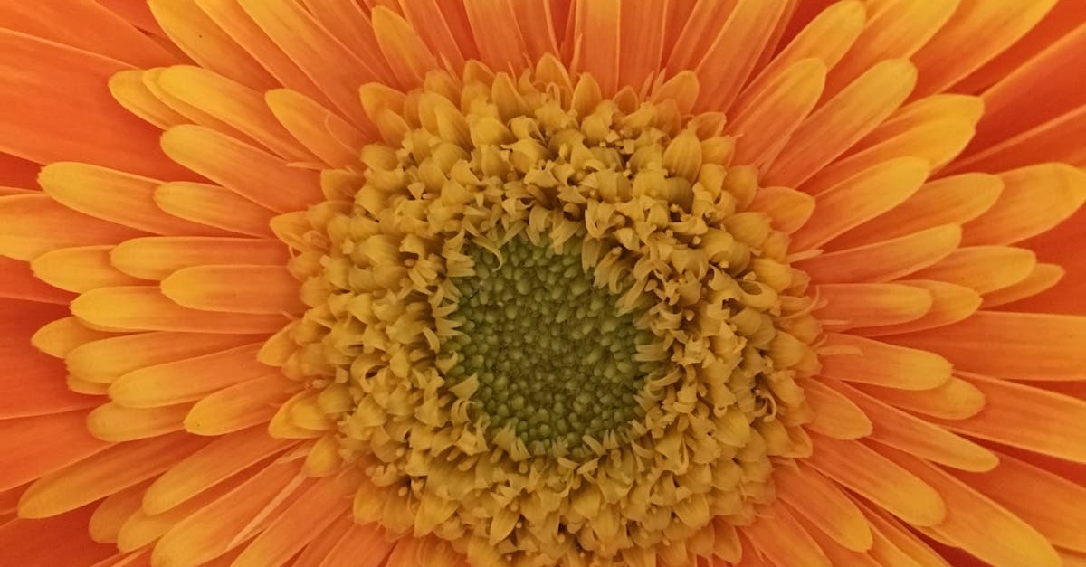 Free stock photo of flower, orange