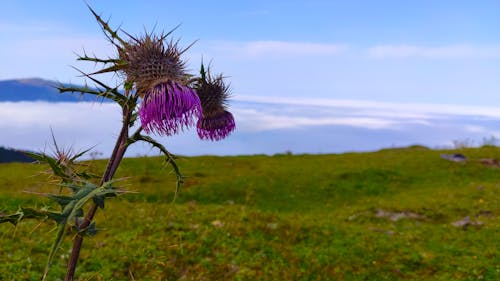 Kostnadsfri bild av blomma, natur, spets