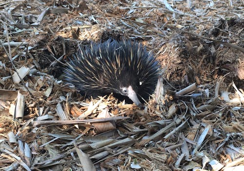 Free stock photo of animal, australia, echidina