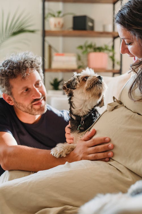 Free Cam adult man caressing belly of crop pregnant wife resting on comfortable sofa and stroking cute Yorkshire Terrier puppy at home Stock Photo