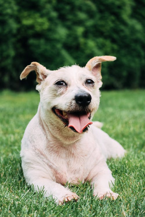 Cute puppy with funny muzzle lying on green grass in park at daylight