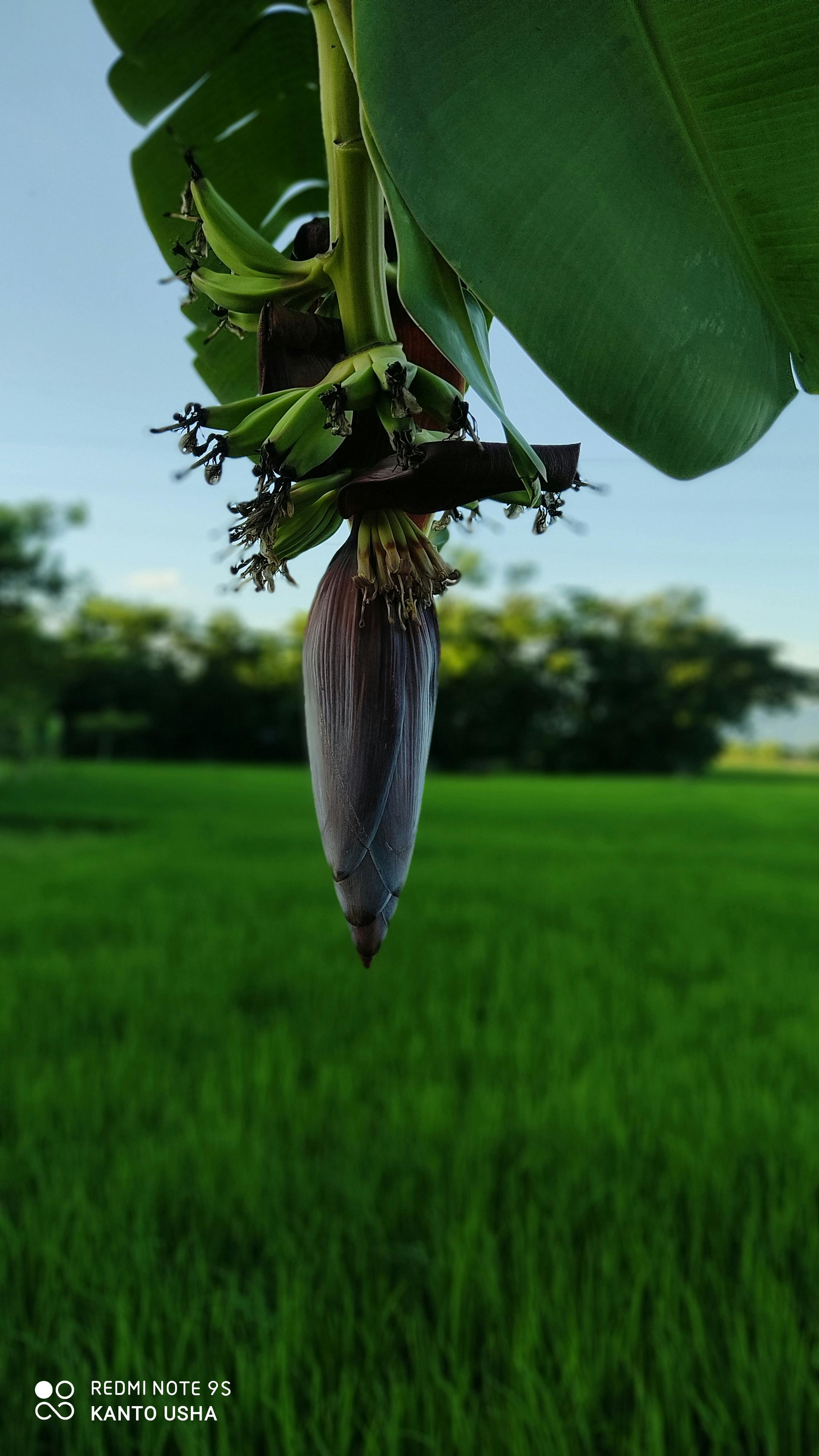 Adult learning online with laptop