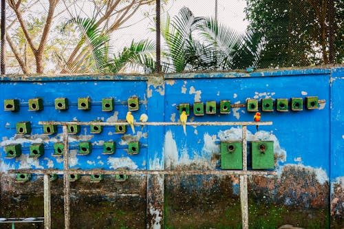 Wall with Birdhouses