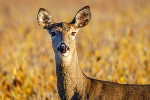 Free Close-up of white-tailed deer in autumn field in Wisconsin. Stock Photo