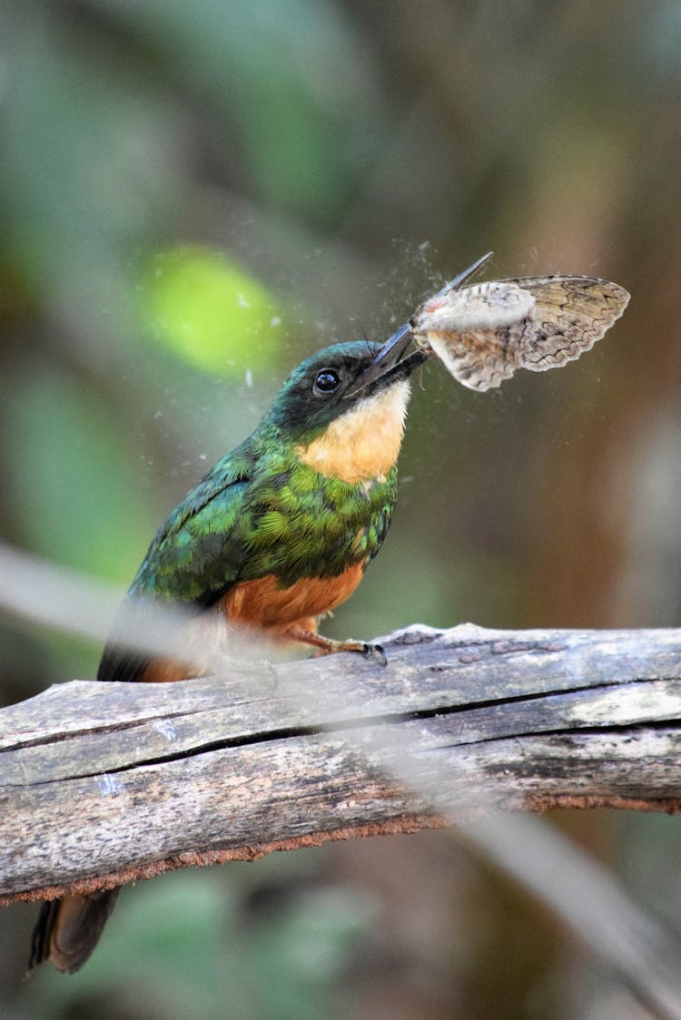 Green And Brown Bird Eating A Moth