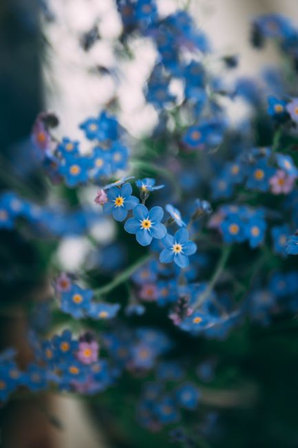 Closeup of small blue forget me nots flowers in daylight against blurred background