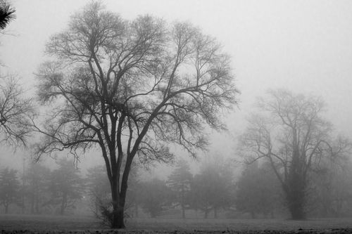 Free A hauntingly beautiful black and white image of bare trees in a foggy winter landscape. Stock Photo