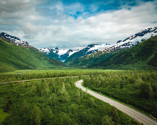 Foto d'estoc gratuïta de Alaska, arbres, bosc