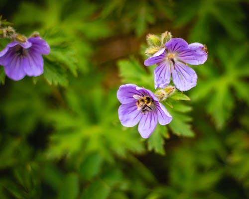 Free Violet Geranium Flowers Stock Photo