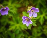 Purple and White Flower in Tilt Shift Lens