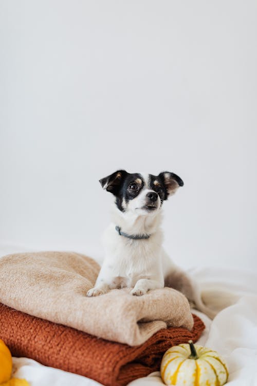 Free Cute Dog on Top of Knitted textile  Stock Photo