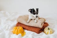 一只小狗坐在舒适的南瓜毛衣上，营造出温暖的秋日景象