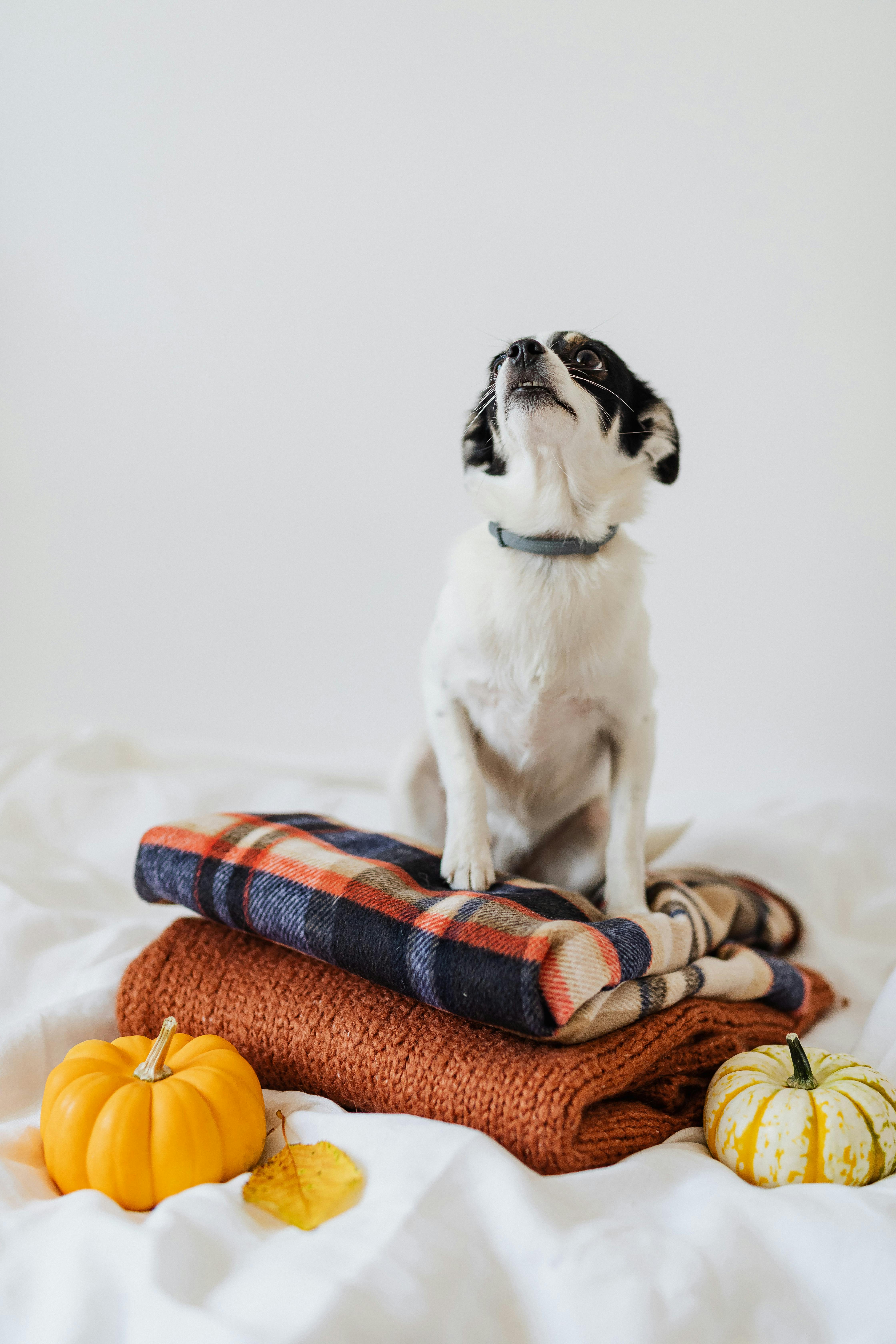 一只可爱的小狗躺在格子毯子上，周围摆着秋天的南瓜