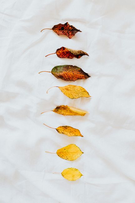 Aesthetic arrangement of colorful autumn leaves on white textile captures fall essence.