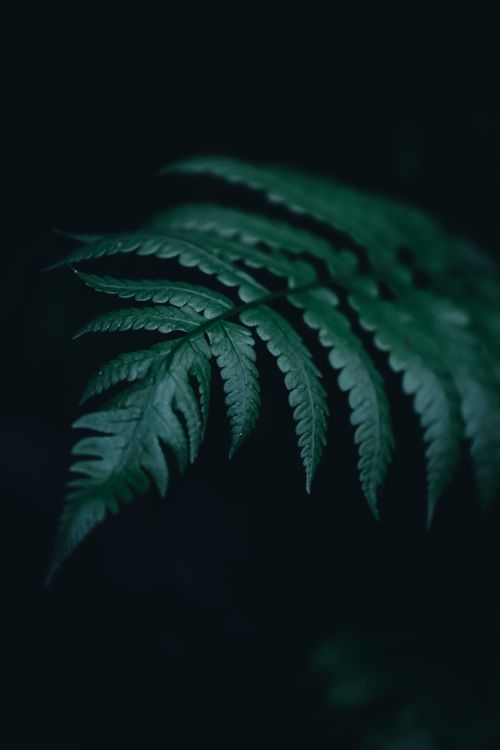 Free Artistic close-up of a fern leaf with moody lighting and soft focus, highlighting natural details. Stock Photo
