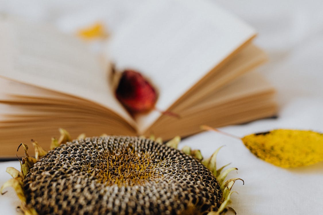 Close-up Photo of Dried Sunflower · Free Stock Photo