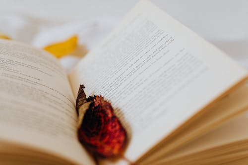 Free Close-up Photo of Dried Leaf on an Opened Book  Stock Photo