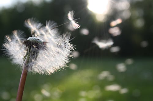 Witte Paardebloem Bloem Ondiepe Focus Fotografie