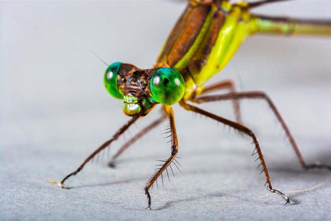 免费 棕色和绿色的蜻蜓 素材图片