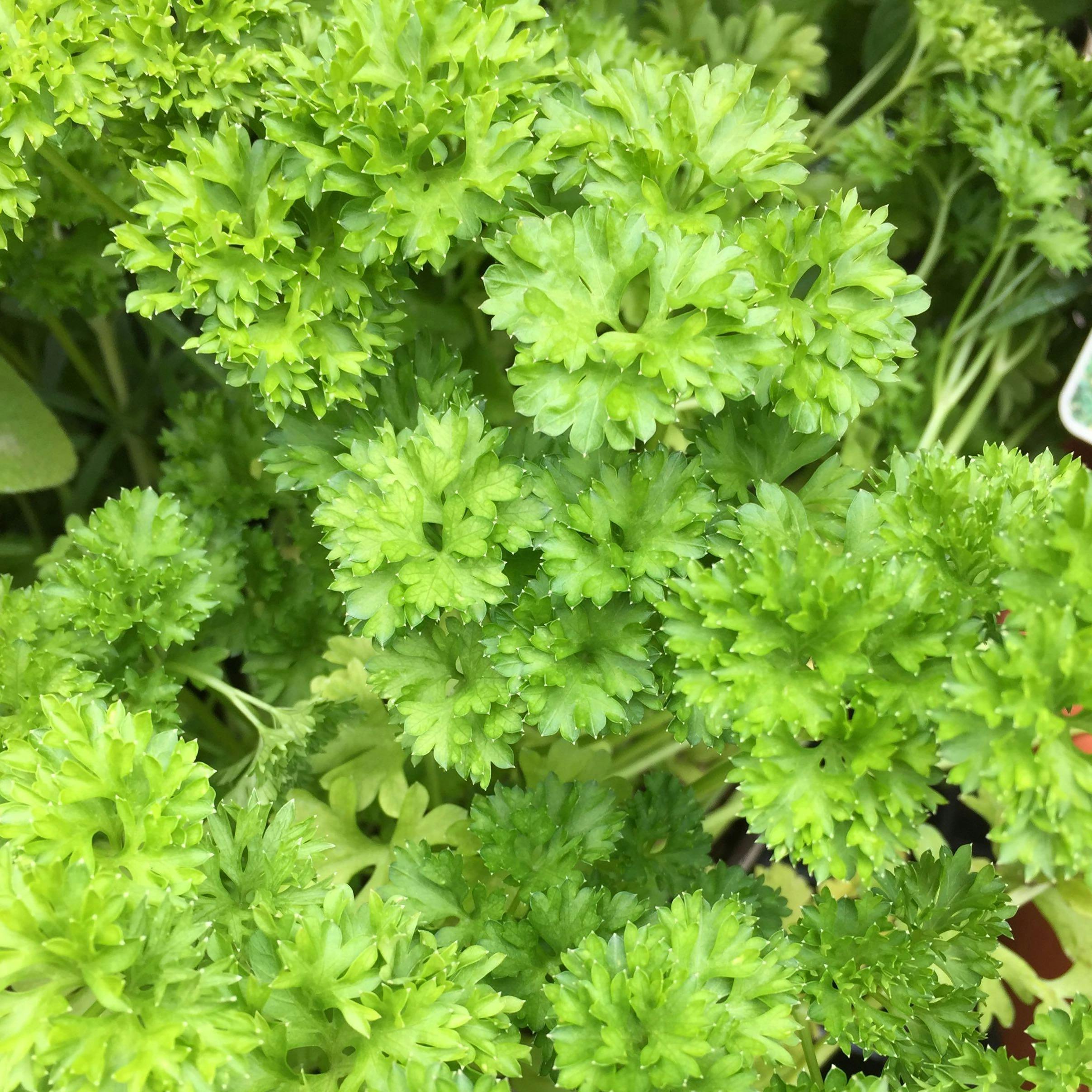 Free stock photo of parsley