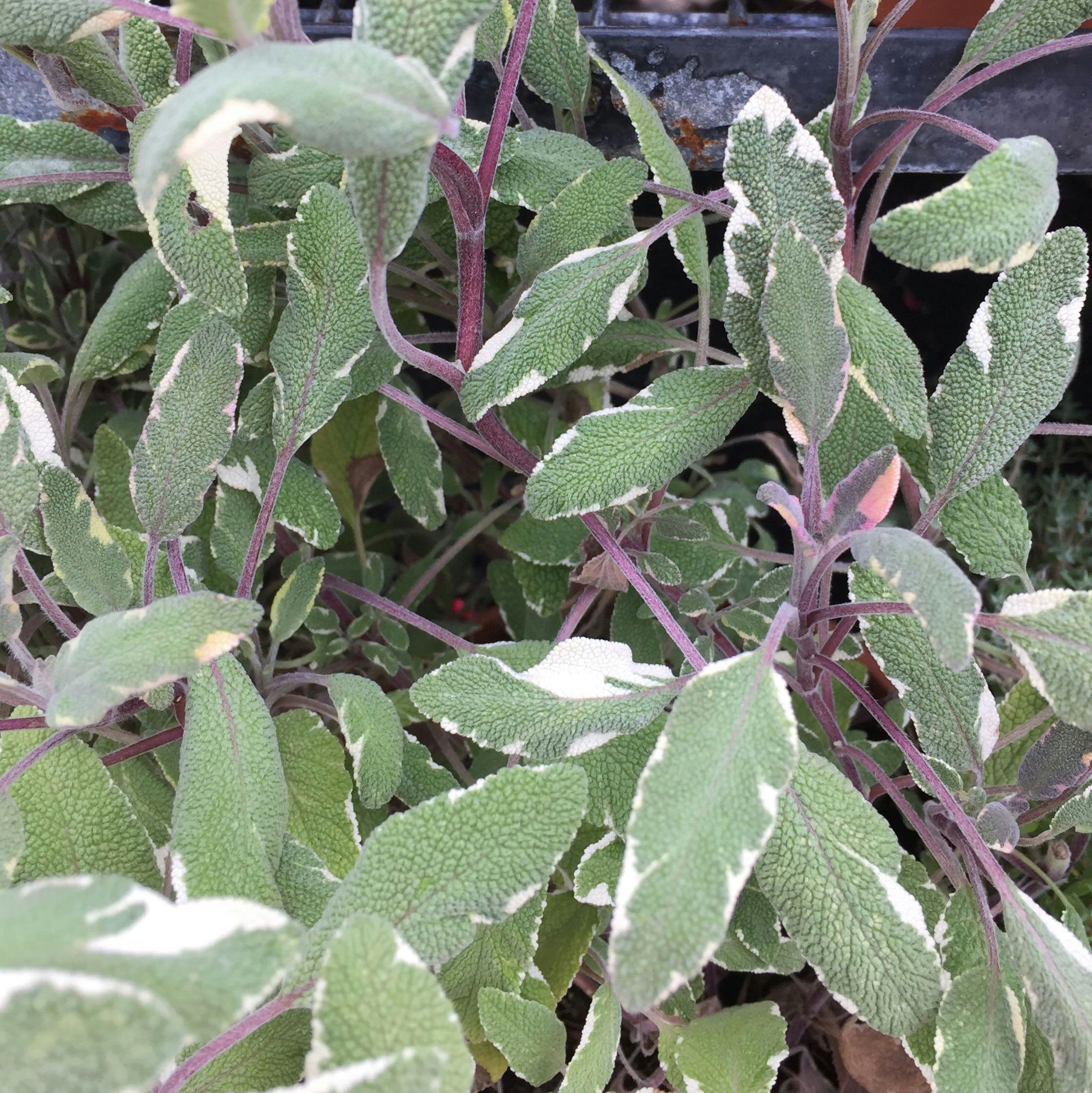 free-stock-photo-of-herb-purple-sage