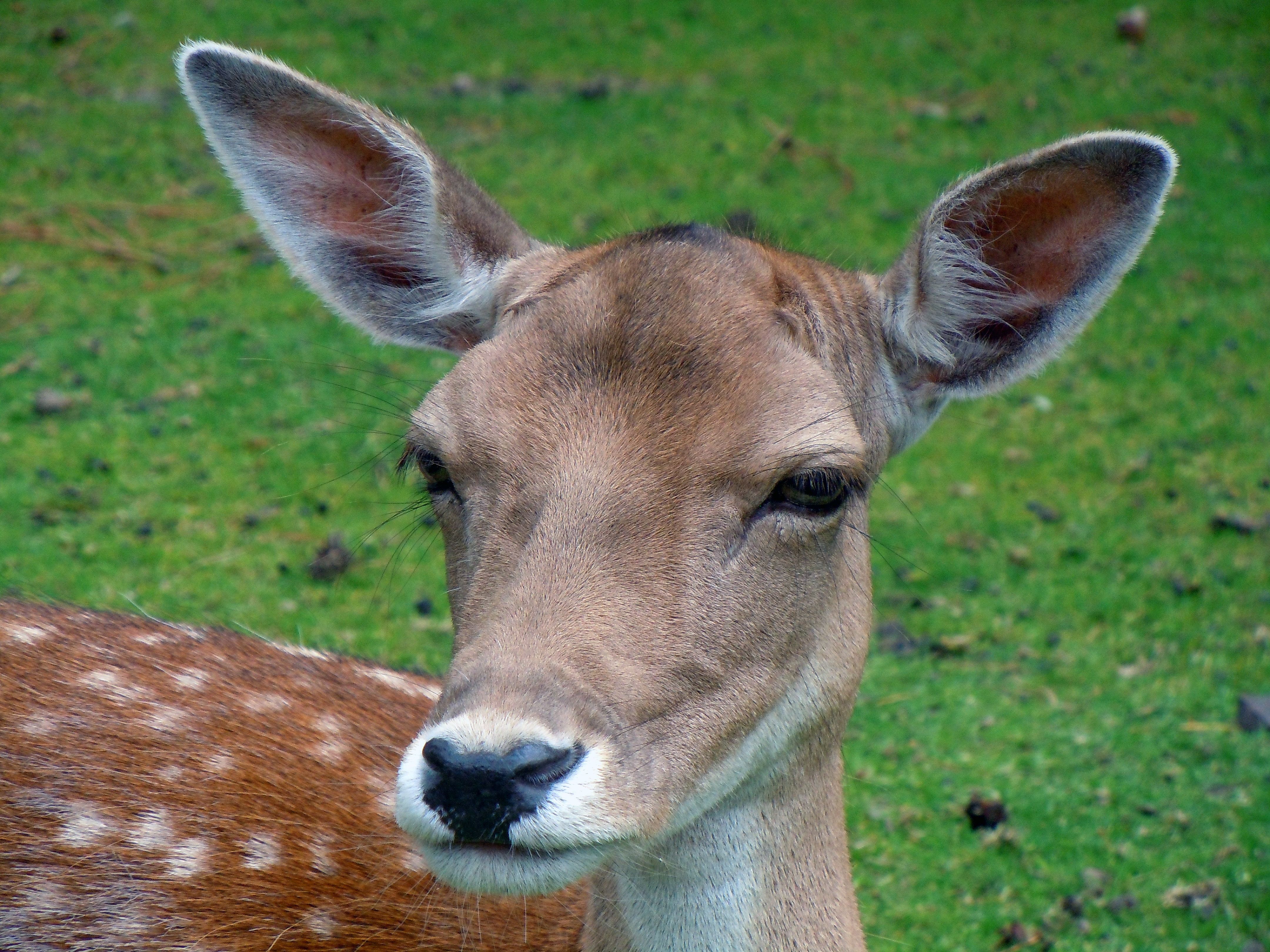 Brown Deer On Grass Field Free Stock Photo