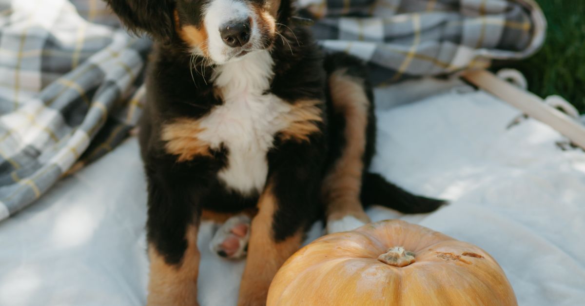 What Does Pumpkin Do for Dogs What does pumpkin do for dogs: a Bernese mountain dog puppy sitting beside a whole pumpkin