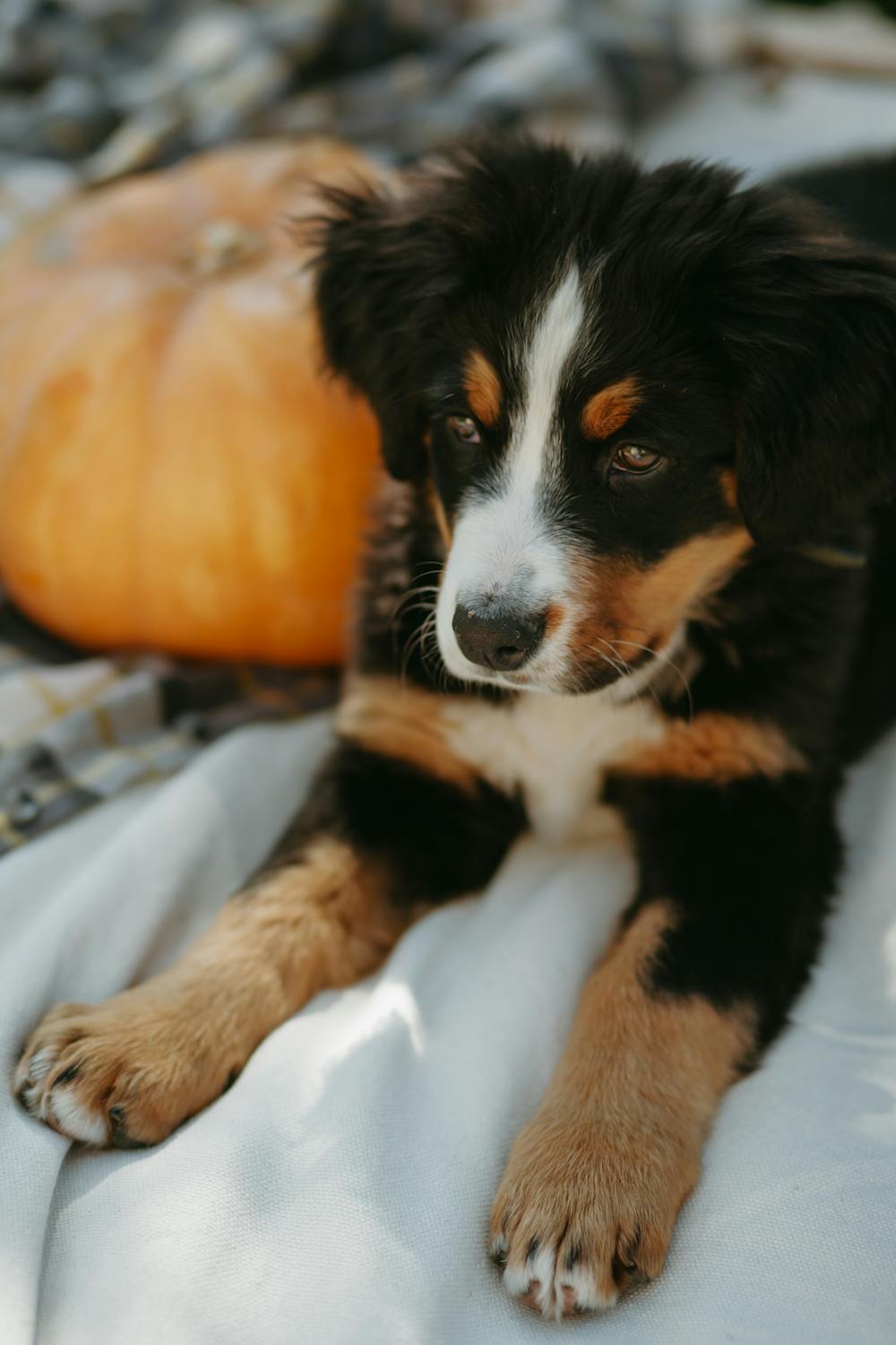 Cheesy Pumpkin Paws