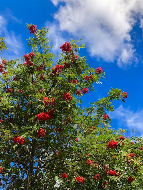 Foto d'estoc gratuïta de arbre, arbre de rowan, baies vermelles