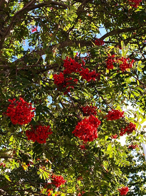 Foto d'estoc gratuïta de arbre de rowan, baia vermella, baies vermelles