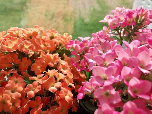 Free stock photo of beautiful flower, beautiful flowers, flower Stock Photo